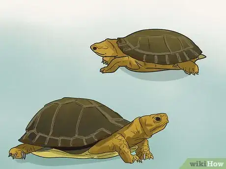 Image titled Take Care of a Land Turtle Step 2
