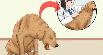 Keep a Dog From Throwing Up