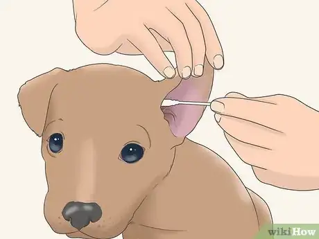 Image titled Treat Puppy Diarrhea Step 10