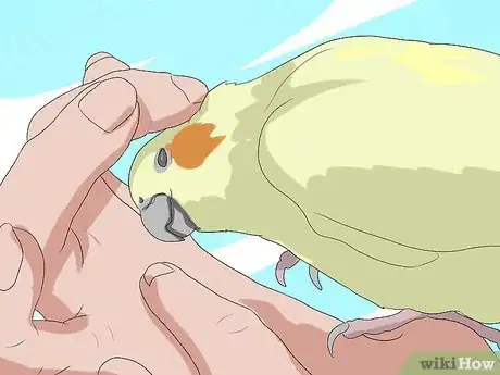 Image titled Take Care of a Cockatiel Step 12