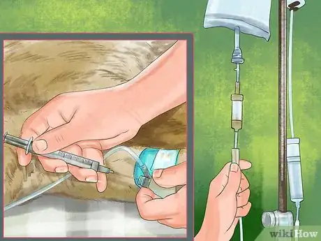 Image titled Diagnose Feline Stomatitis Step 10