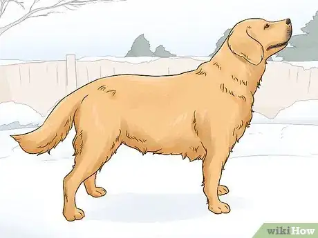 Image titled Identify a Golden Retriever Step 1