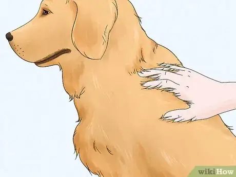 Image titled Identify a Golden Retriever Step 6