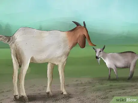 Image titled Breed Goats Step 6