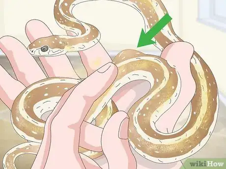 Image titled Take Care of a Garter Snake Step 15