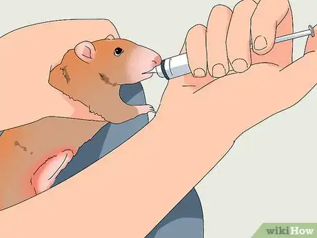 Image titled Take Care of a Rat with Cancer Step 16