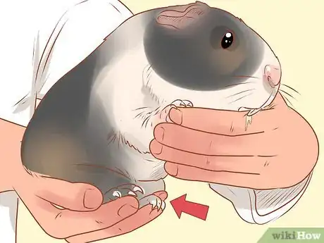 Image titled Diagnose and Treat Urinary Problems in Guinea Pigs Step 4