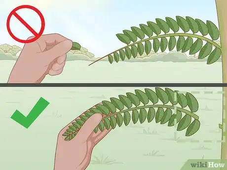Image titled Grow Curry Leaves Step 10