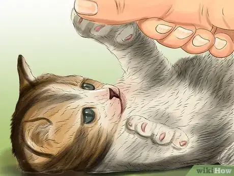 Image titled Feed Newborn Kittens Commercial Milk Replacer Step 12