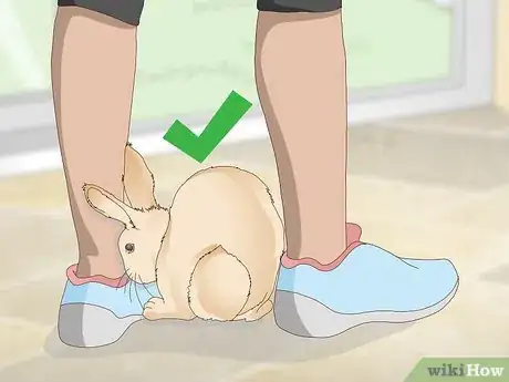 Image titled Determine Whether to Have Your Rabbit Neutered Step 4