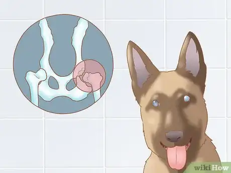 Image titled Care for a Belgian Malinois Step 18