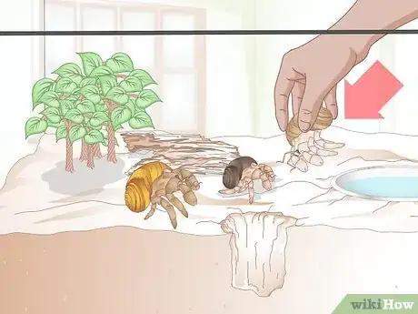 Image titled Care for Molting Hermit Crabs Step 22