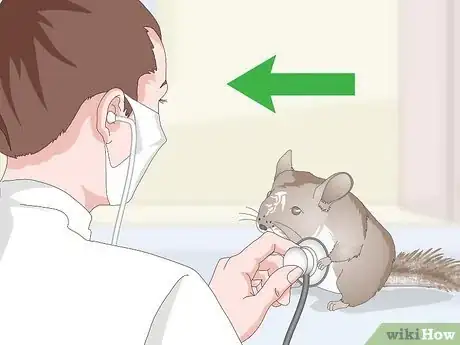 Image titled Deal with Bloat in Chinchillas Step 9