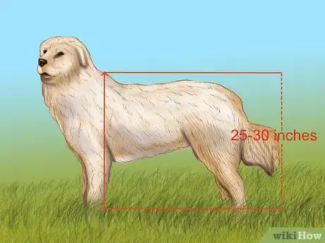 Image titled Identify a Maremma Sheepdog Step 3