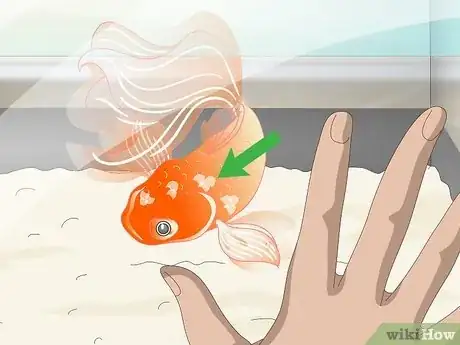 Image titled Know when Your Goldfish Is Dying Step 3