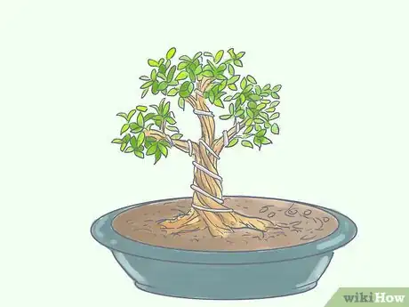 Image titled Care for Tiger Bark Ficus Bonsai Tree Step 12