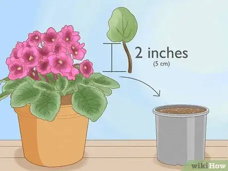 Image titled Grow African Violets Step 1