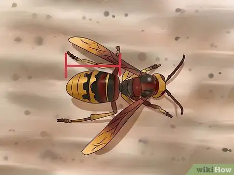 Image titled Identify a Hornet Step 7