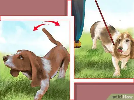 Image titled Identify a Basset Hound Step 10