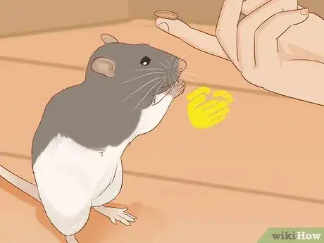 Image titled Train Your Rat to Do Tricks Step 12