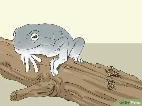 Image titled Diagnose Your Tree Frog's Illness Step 4