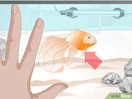 Image titled Cure Goldfish Dropsy Step 1