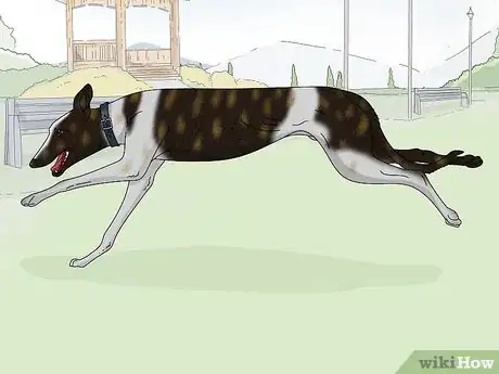 Image titled Identify a Greyhound Step 10