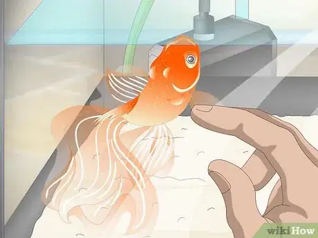 Image titled Know when Your Goldfish Is Dying Step 4