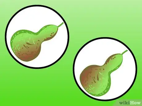 Image titled Dry Gourds Step 12