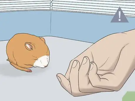 Image titled Hold a Hamster Step 10