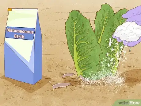Image titled Grow Romaine Lettuce Step 14