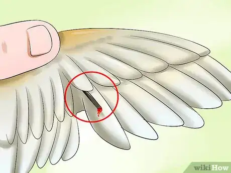 Image titled Clip a Cockatiel's Flier Feathers Step 10