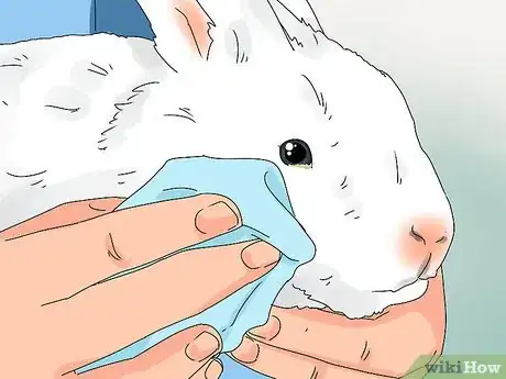 Image titled Tell if Your Rabbit Has Weepy Eye Step 6
