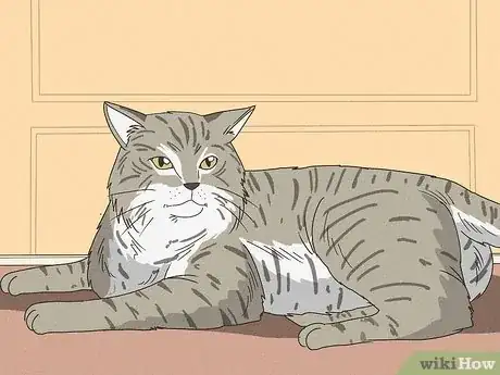 Image titled Tell if Your Cat Is Mixed with Bobcat Step 3