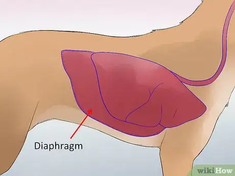 Image titled Get Rid of Dog Hiccups Step 5