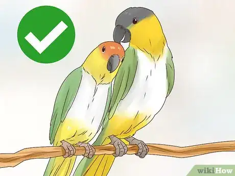 Image titled Choose a Caique Parrot Step 11