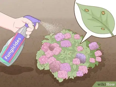 Image titled Get Hydrangeas to Bloom Step 10