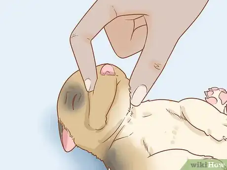 Image titled Revive a Puppy Step 14