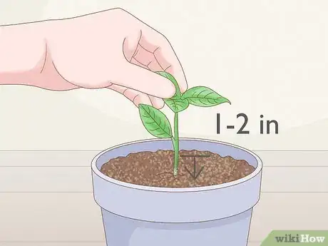Image titled Grow Gardenia from Cuttings Step 7