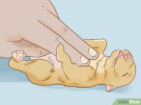 Image titled Revive a Puppy Step 8