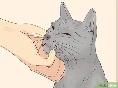Image titled Get a Cat to Stop Meowing Step 23