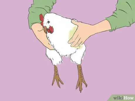 Image titled Get Rid of Chicken Mites Step 21