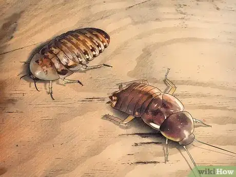 Image titled Breed Feeder Roaches Step 1