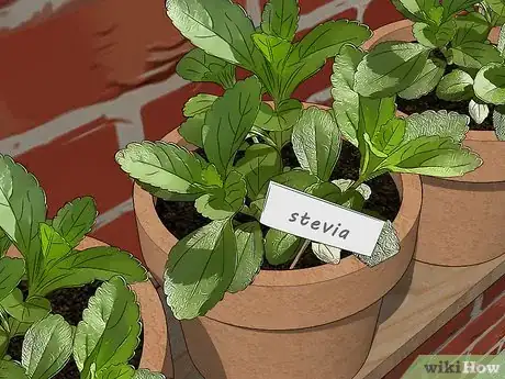 Image titled Grow Stevia Step 1