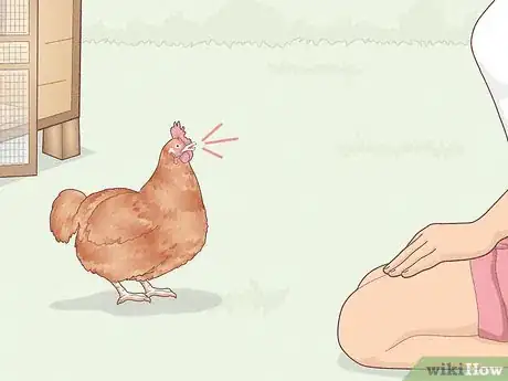 Image titled Earn Your Chicken's Trust Step 11
