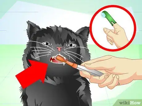 Image titled Get Rid of Bad Cat Breath Step 4