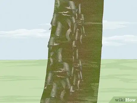 Image titled Identify Different Species of Birch Trees Step 15