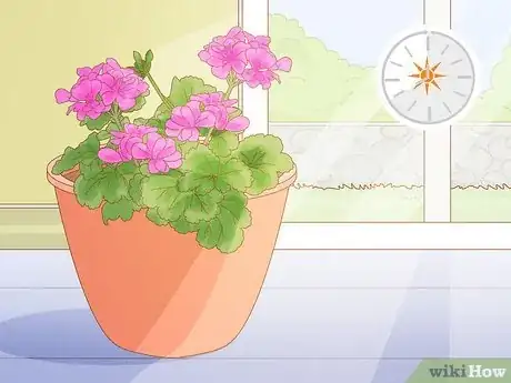 Image titled Grow Geraniums Indoors Step 9