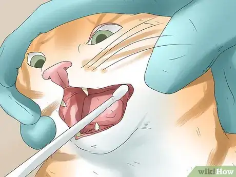 Image titled Tell if Your Cat Has FIV Step 10