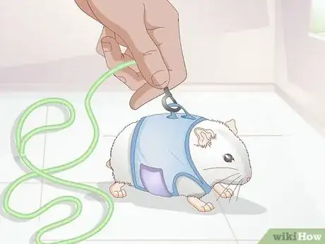 Image titled Walk Your Hamster Step 2